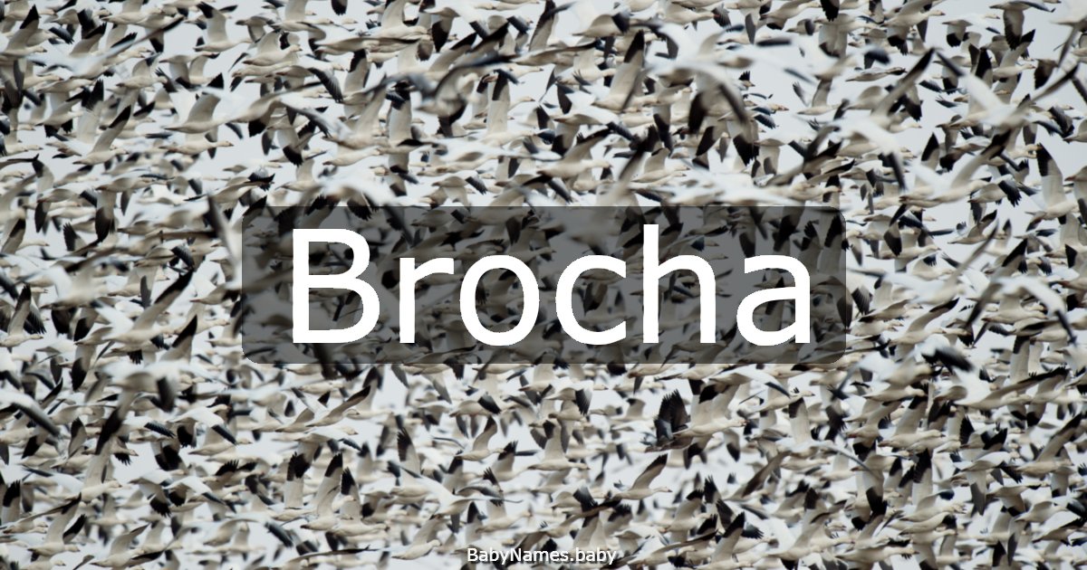 Brocha