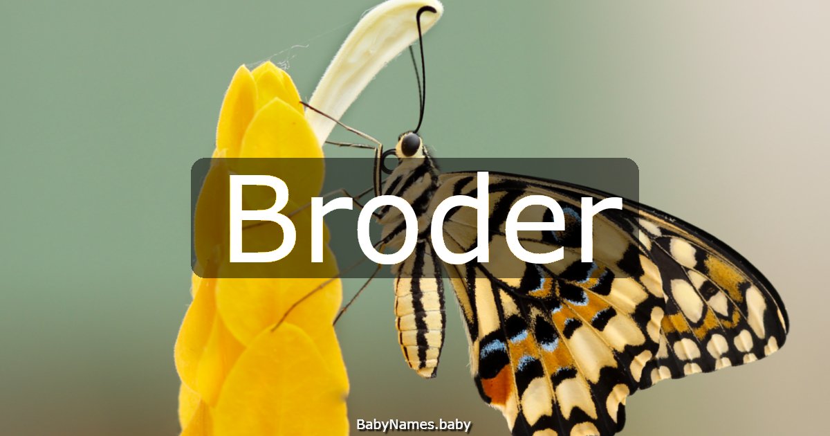 Broder