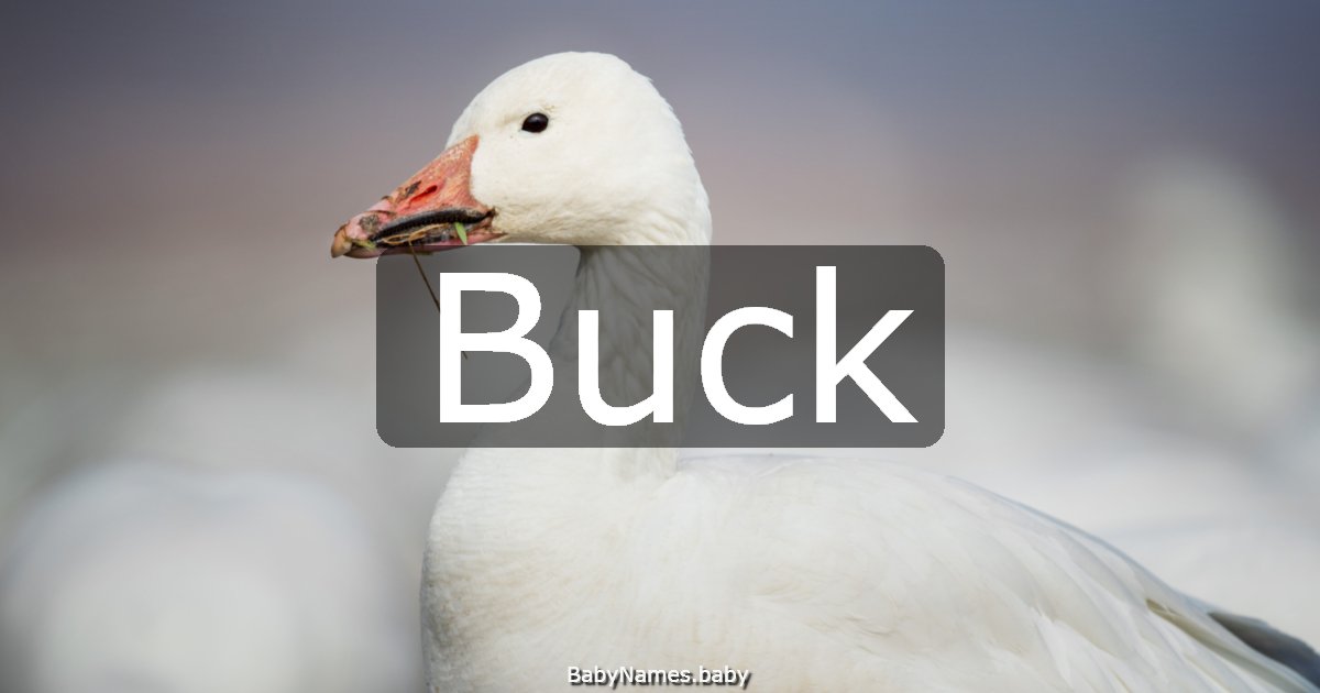 Buck