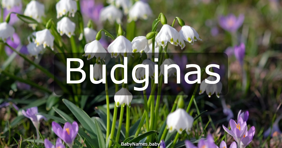 Budginas