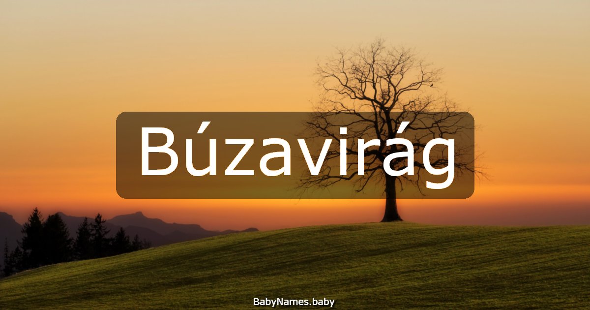 Búzavirág