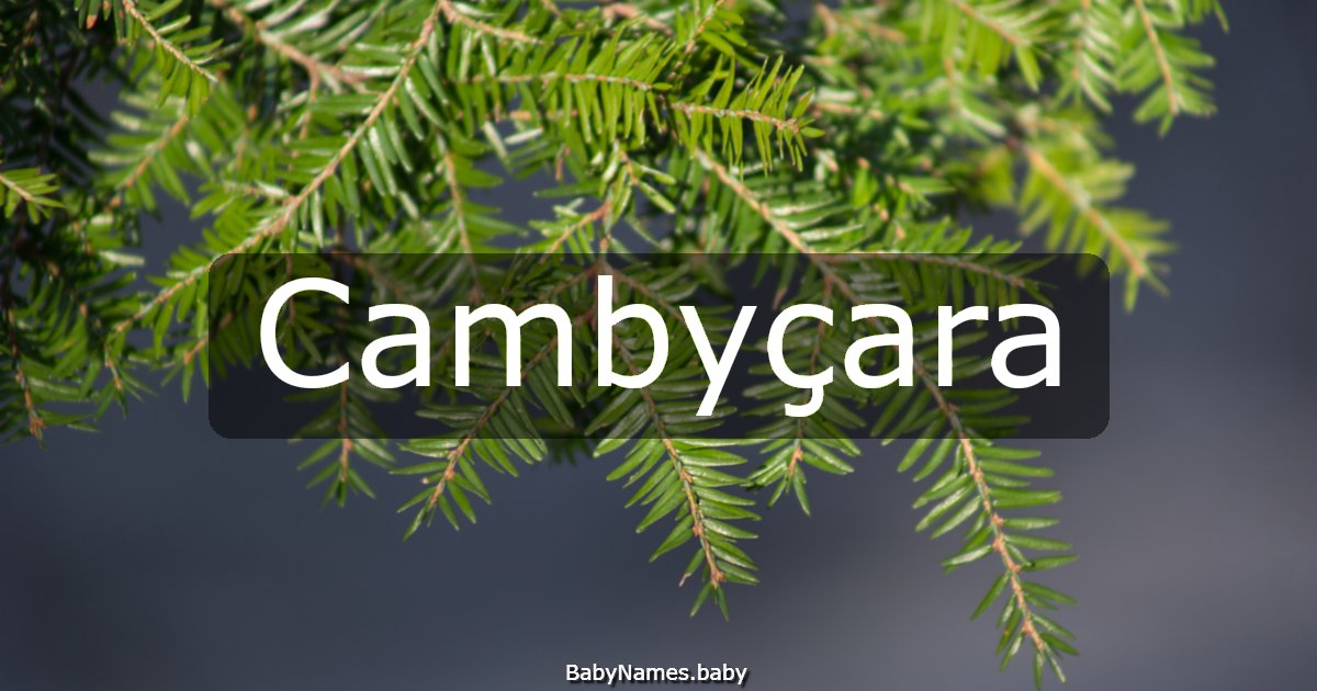 Cambyçara