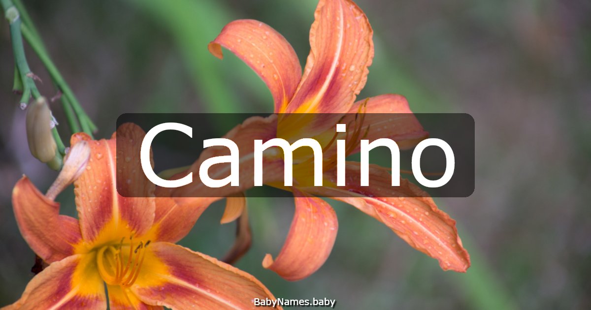 Camino