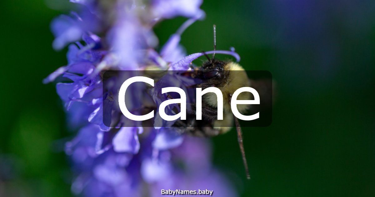 Cane