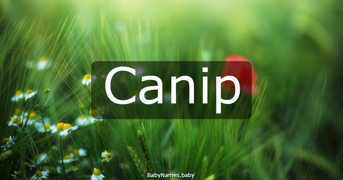 Canip