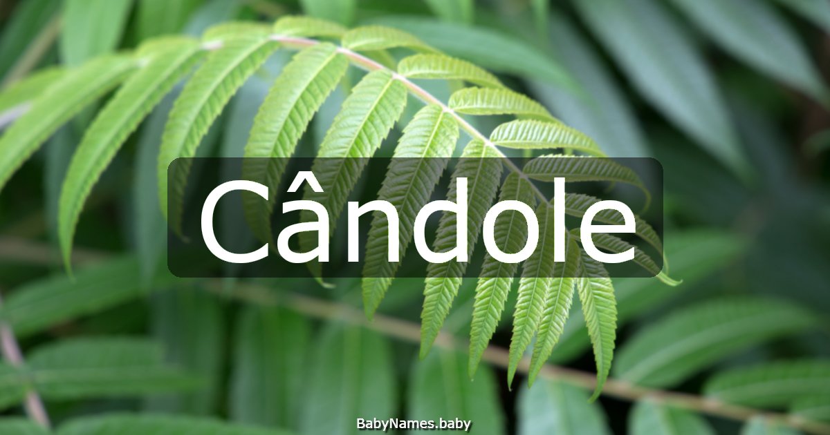 Cândole