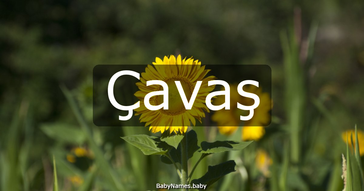 Çavaş