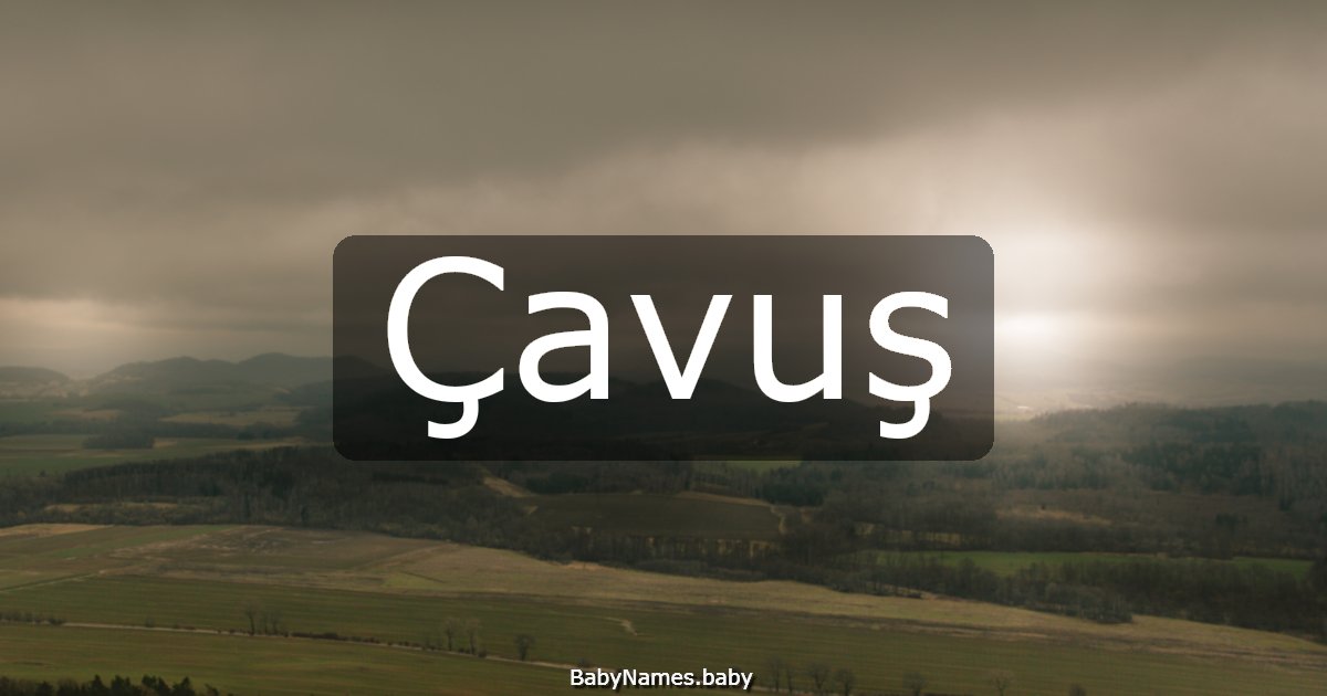 Çavuş