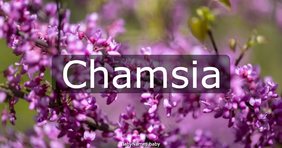 Chamsia