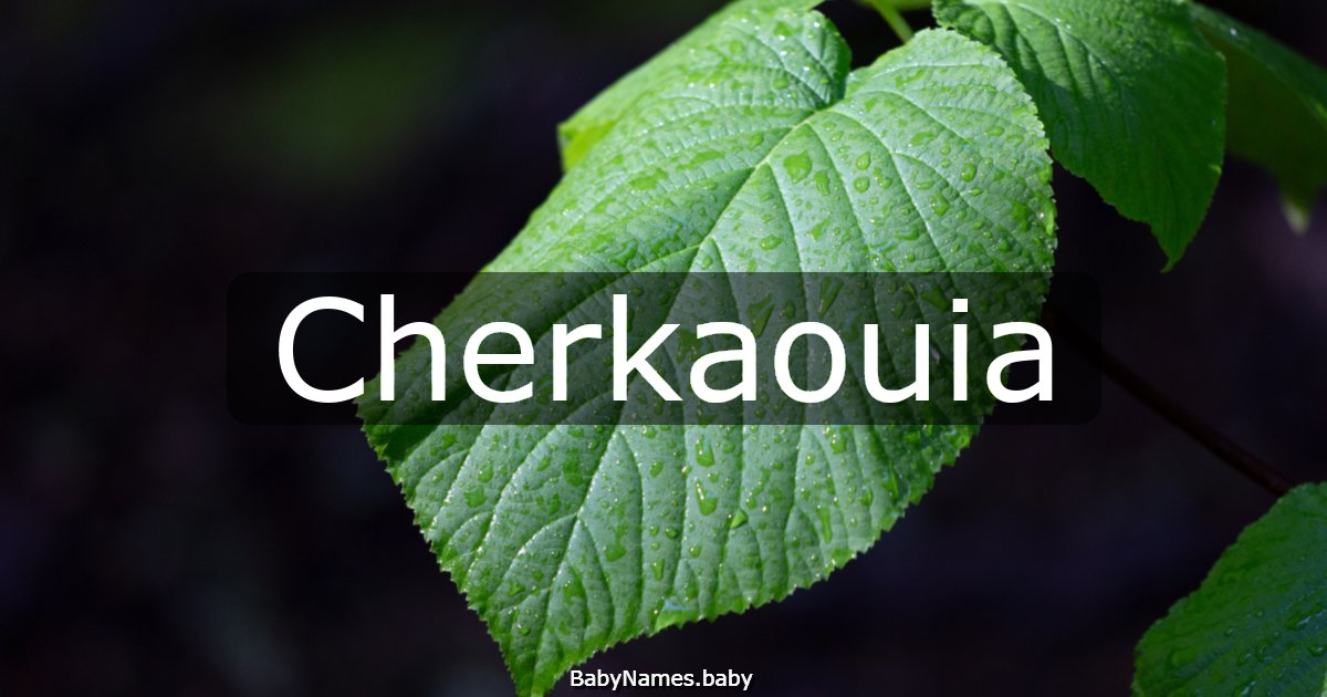 Cherkaouia