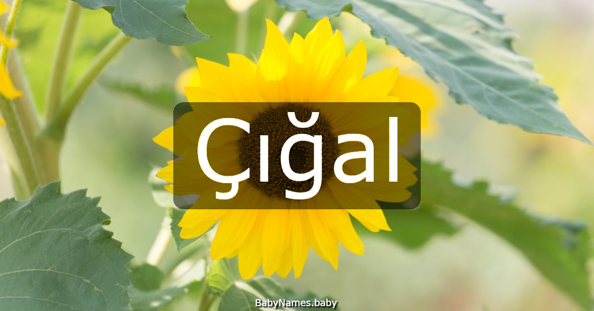 Çığal