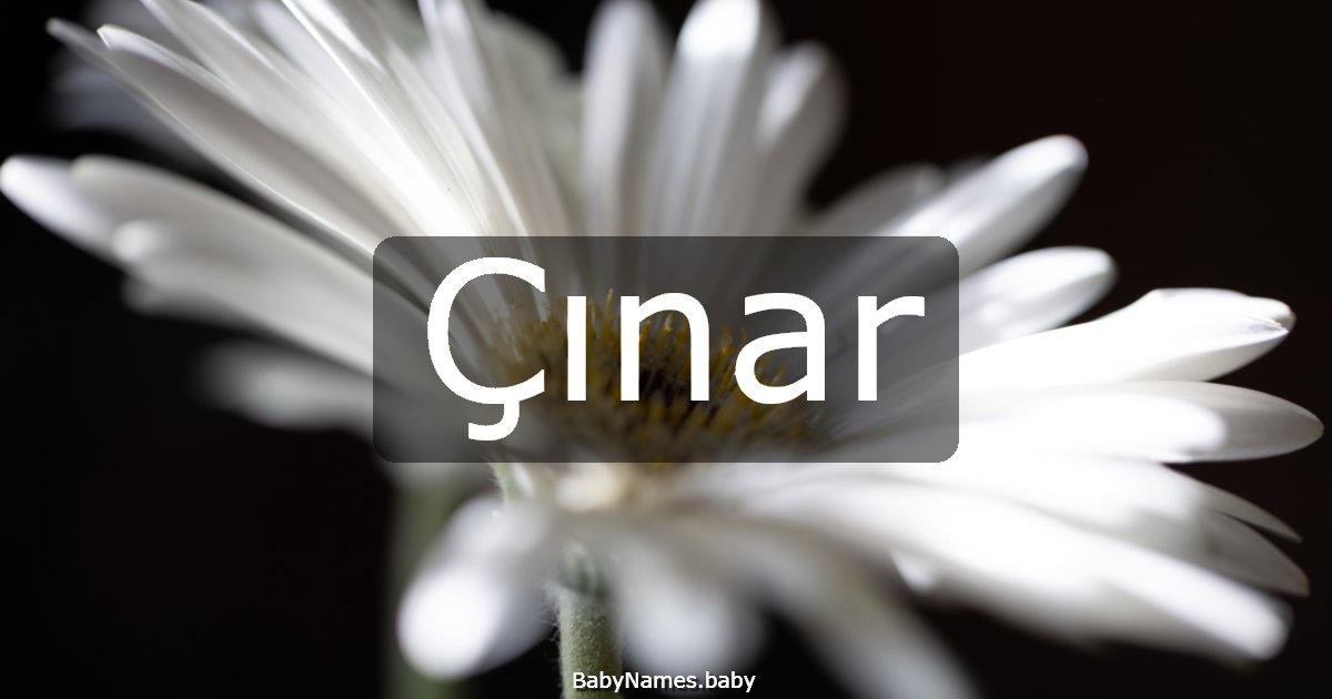 Çınar