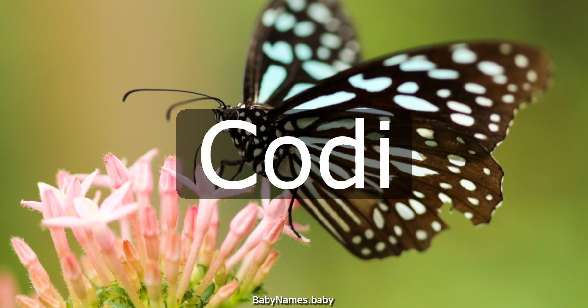 Codi