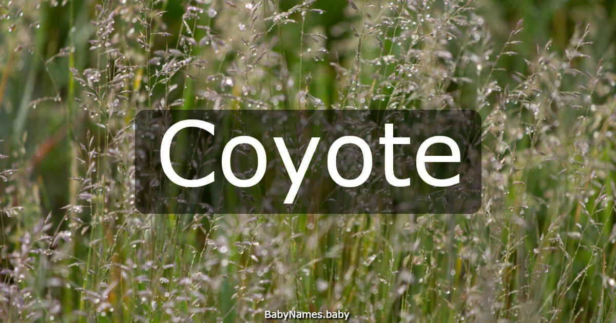 Coyote