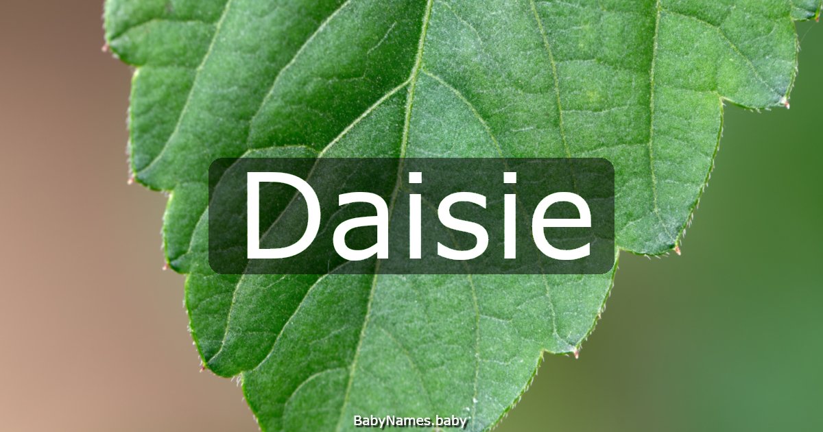 Daisie