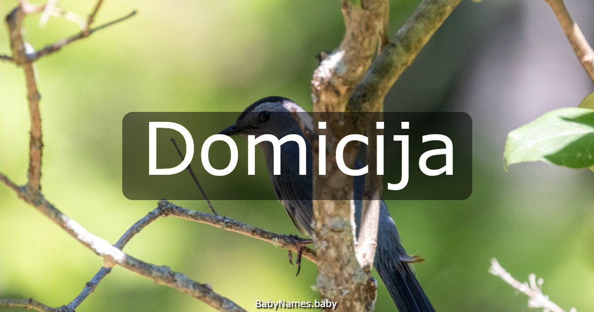 Domicija