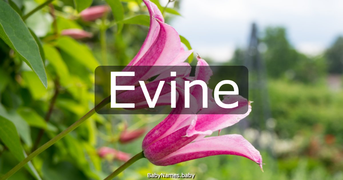 Evine