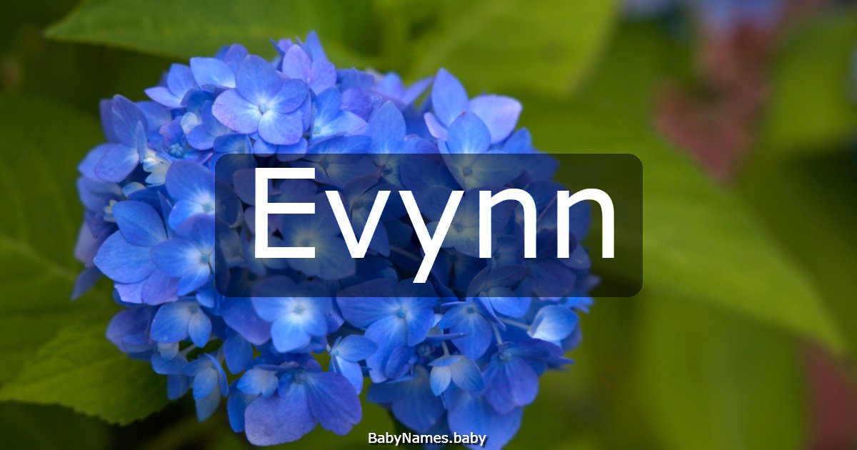 Evynn