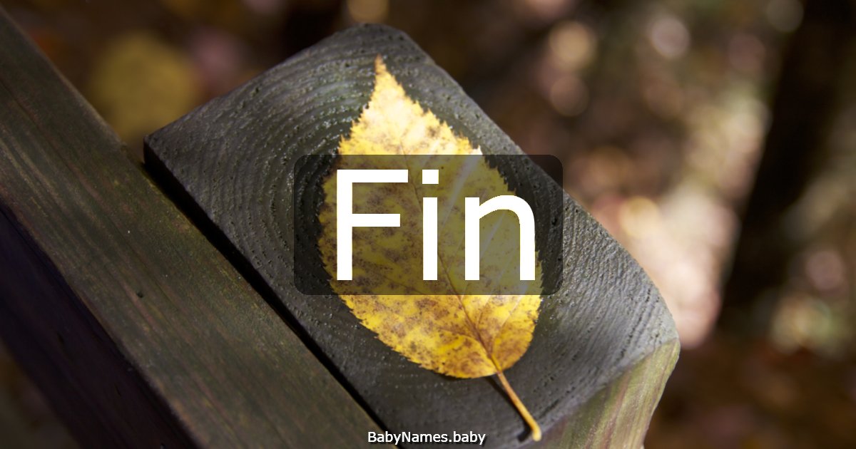 Fin