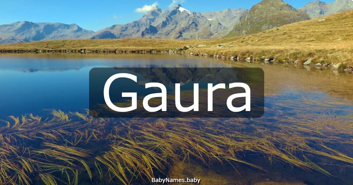 Gaura