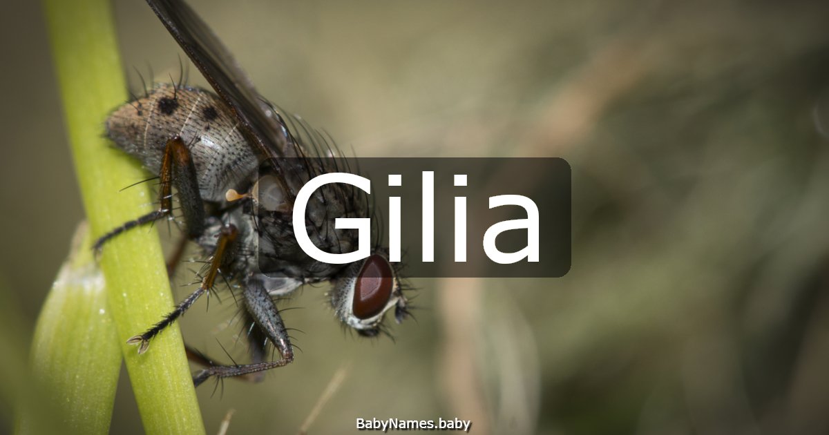 Gilia