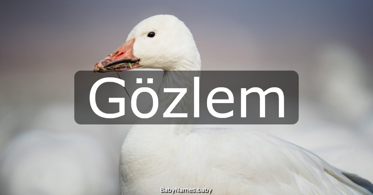 Gözlem