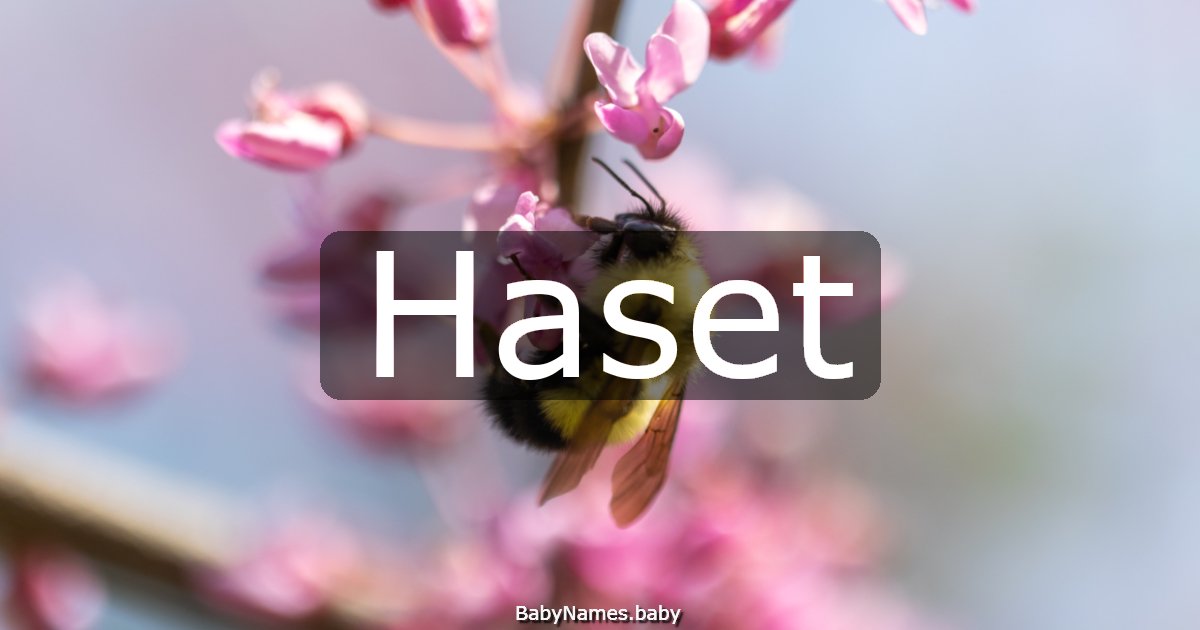 Haset