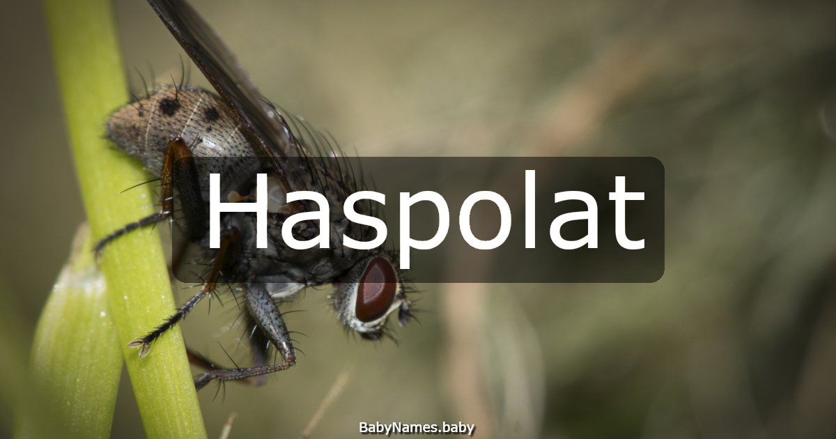 Haspolat