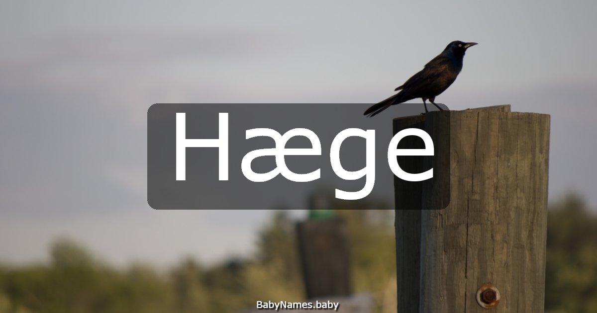 Hæge