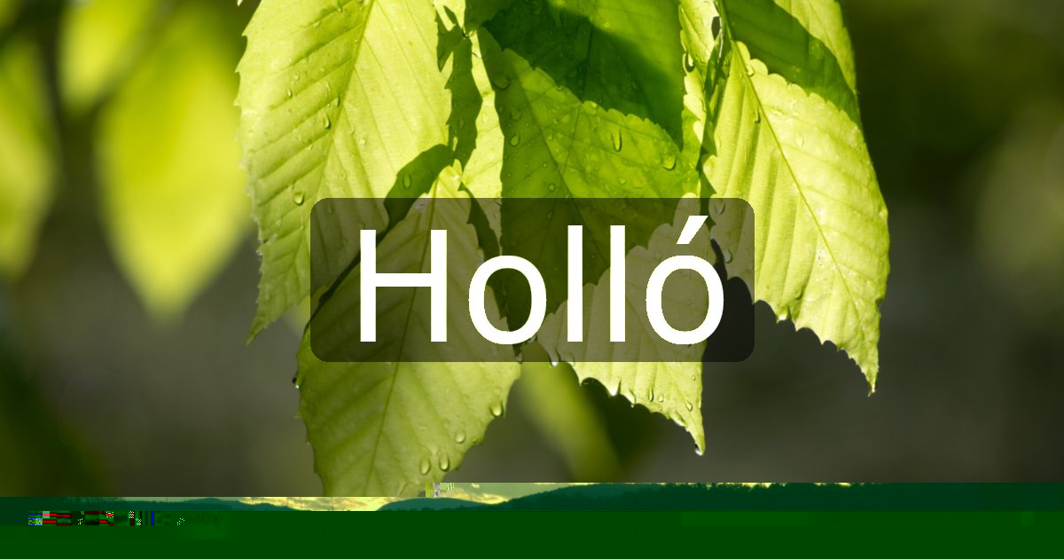 Holló