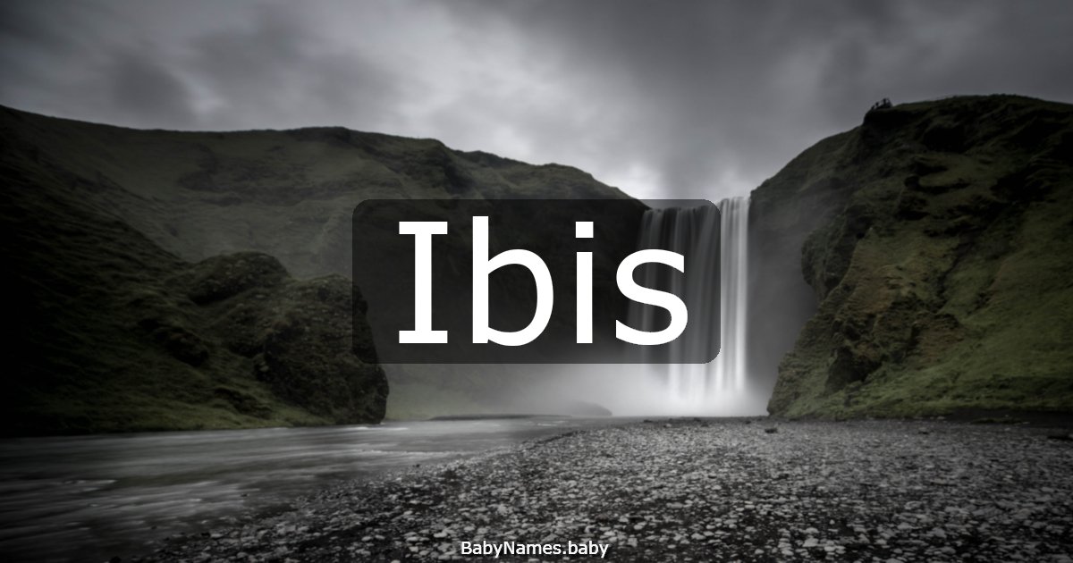 Ibis