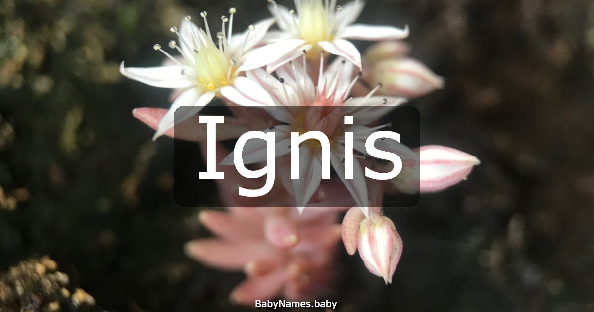 Ignis