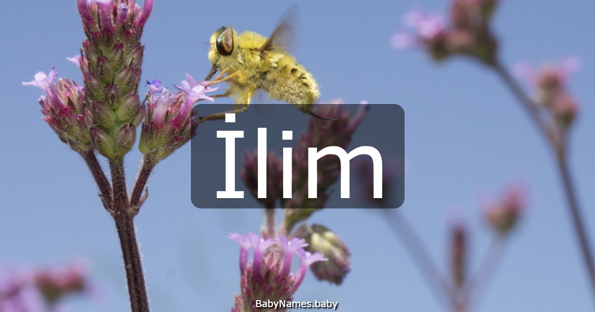 İlim