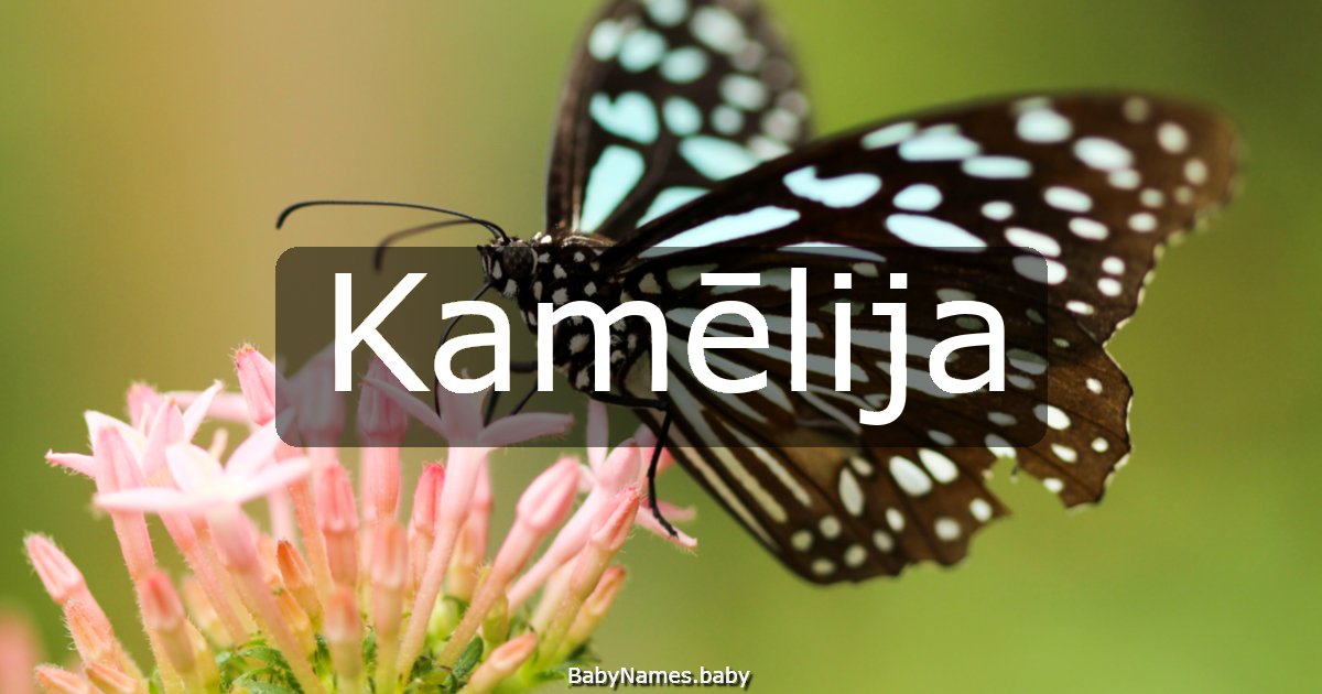 Kamēlija