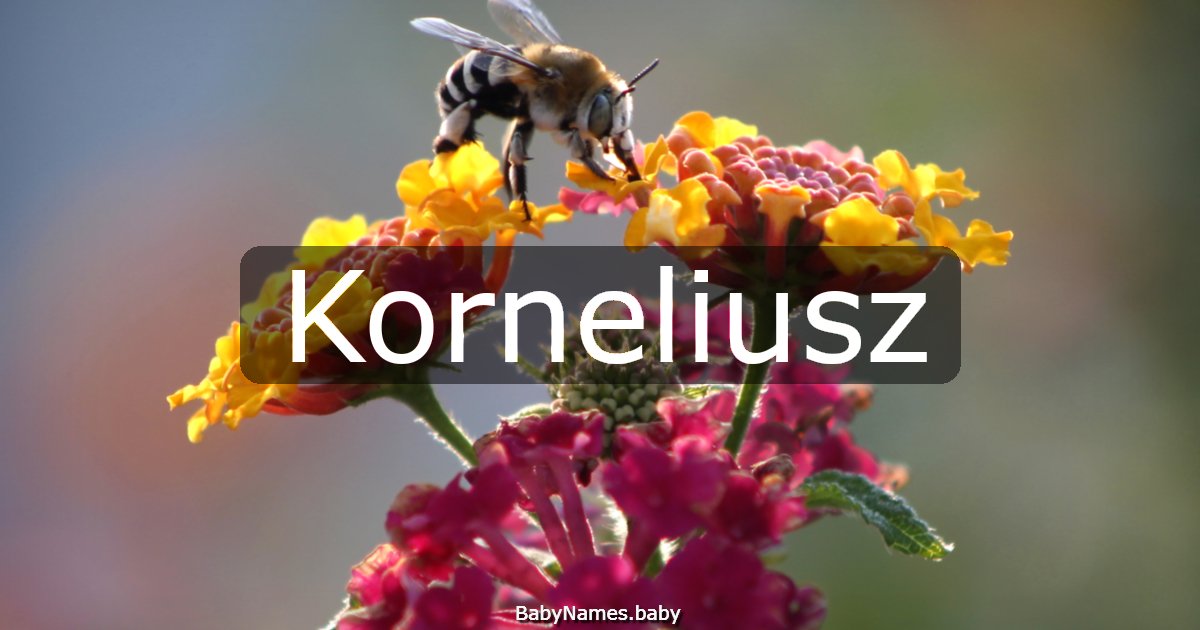 Korneliusz