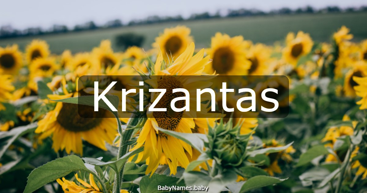 Krizantas