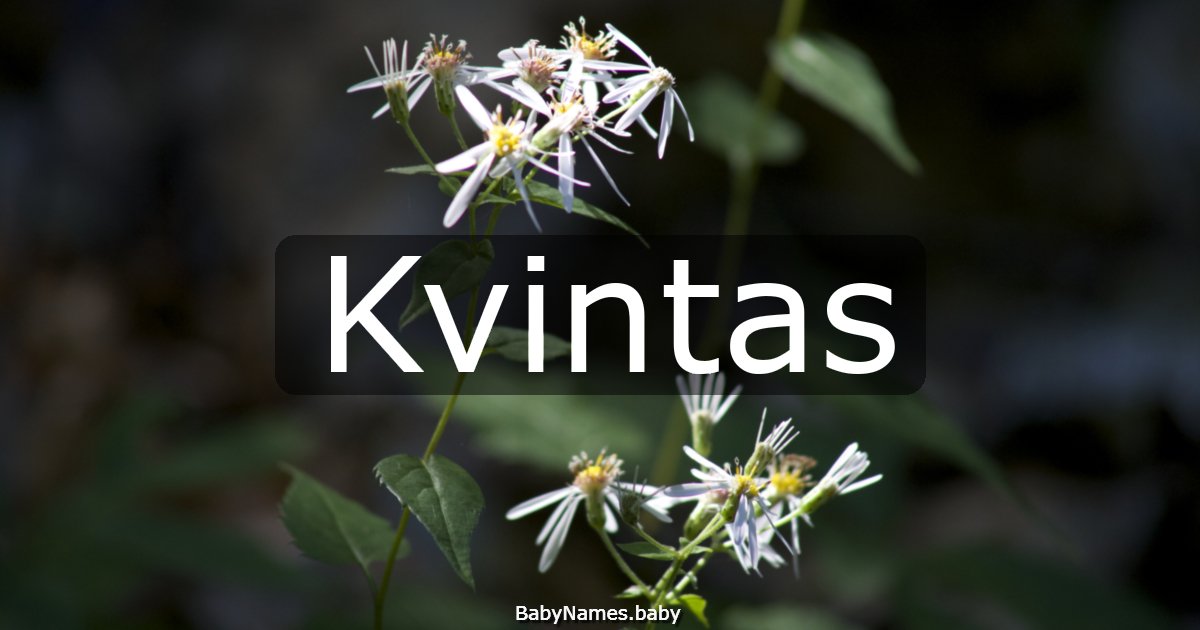 Kvintas