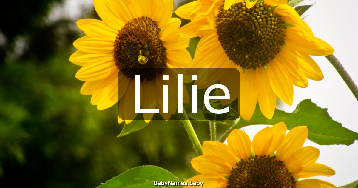 Lilie