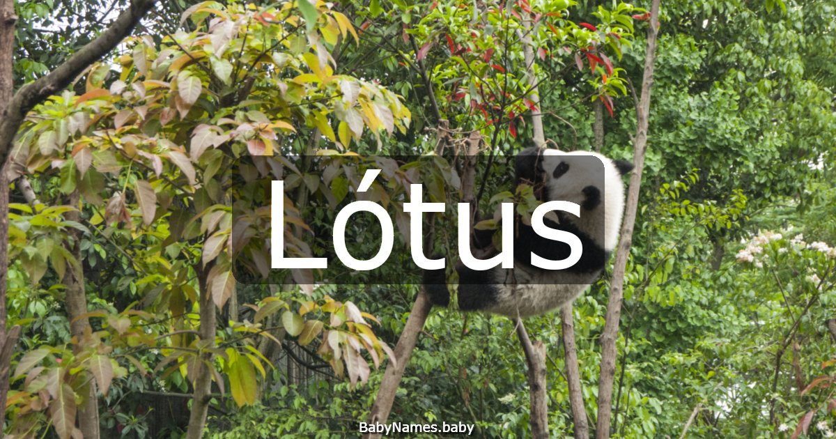 Lótus