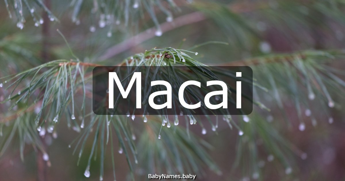 Macai