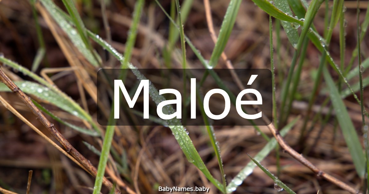 Maloé