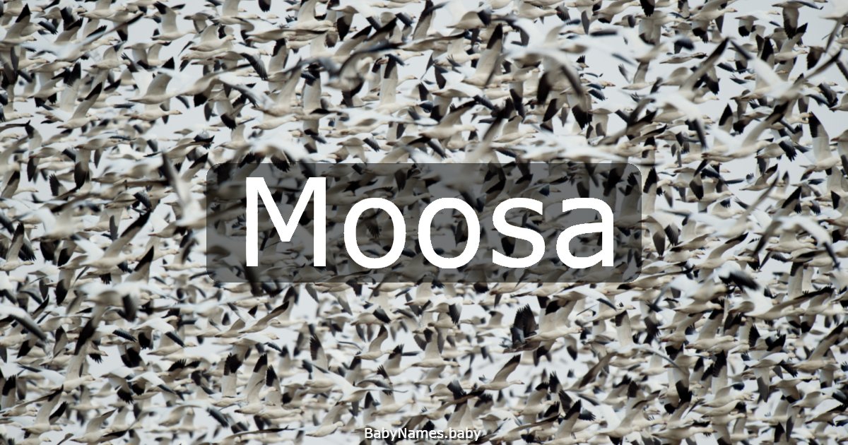 Moosa