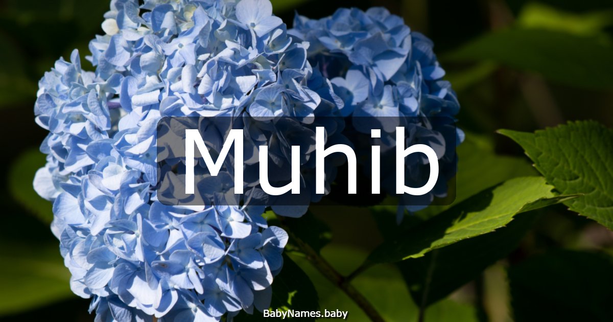Muhib