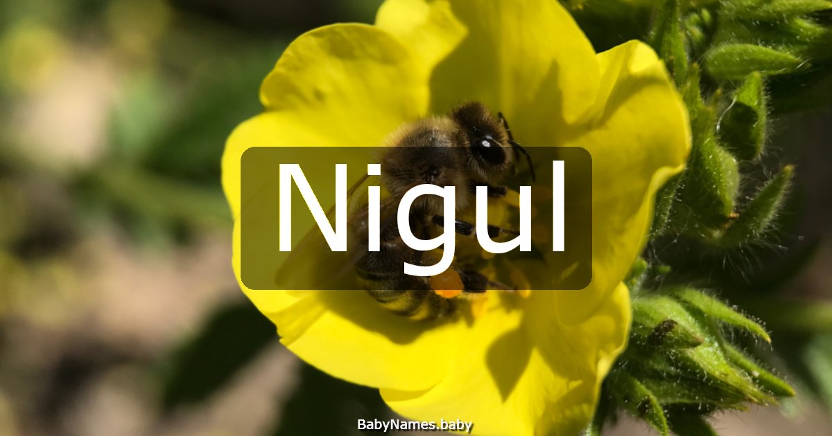 Nigul