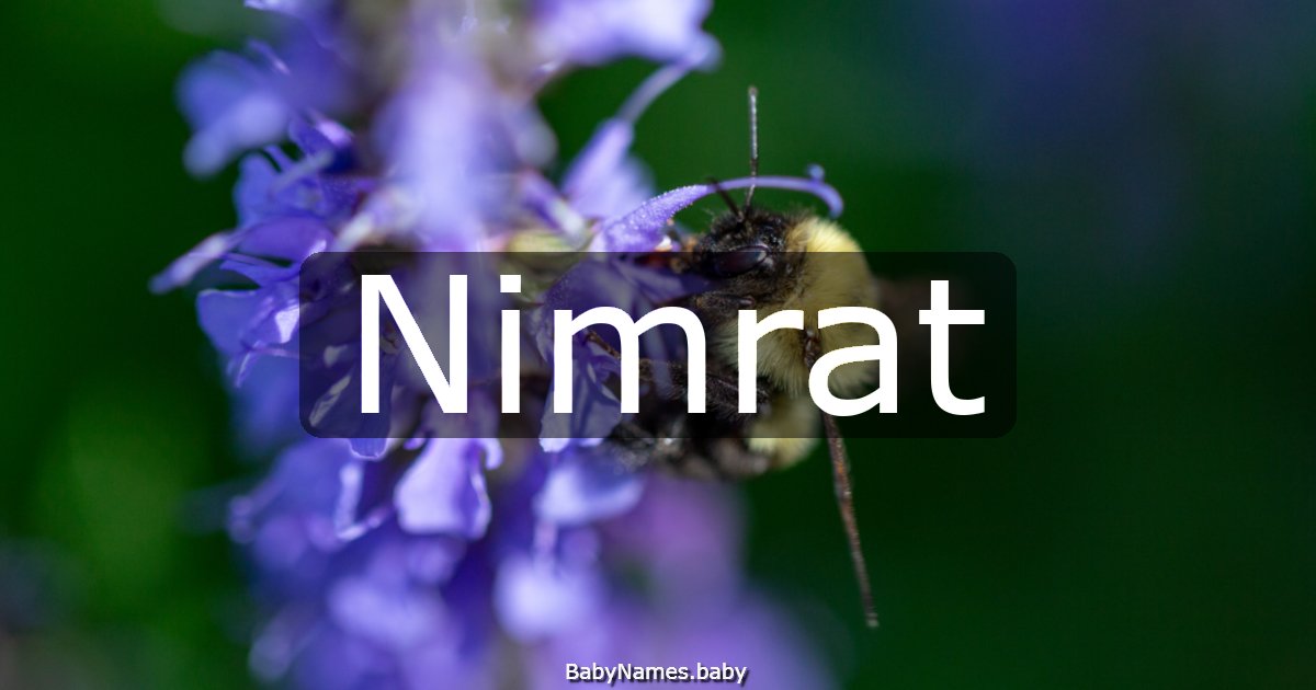 Nimrat