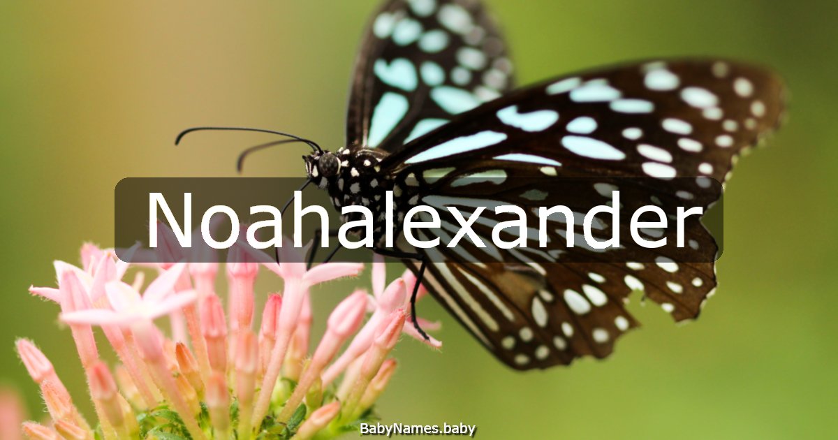 Noahalexander