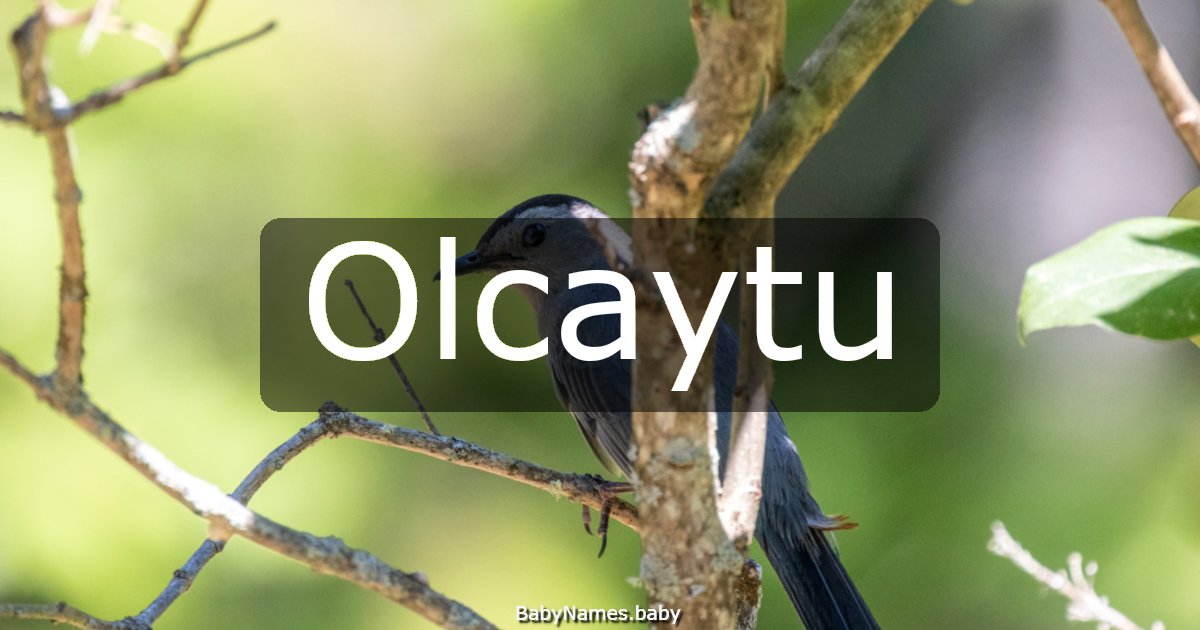 Olcaytu