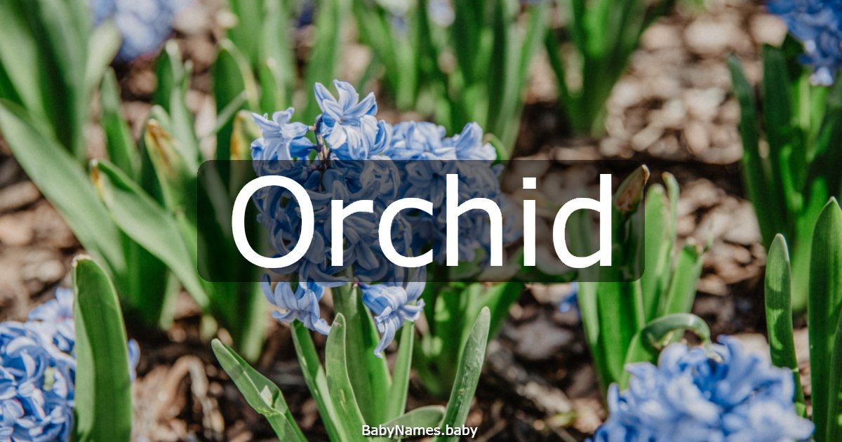 Orchid