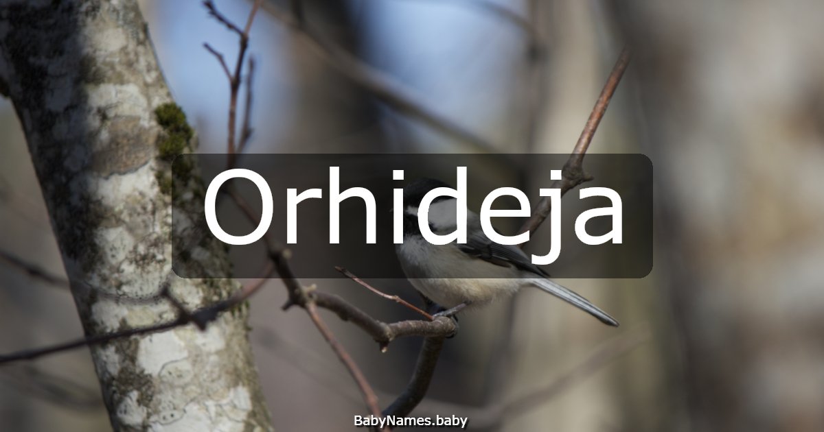 Orhideja
