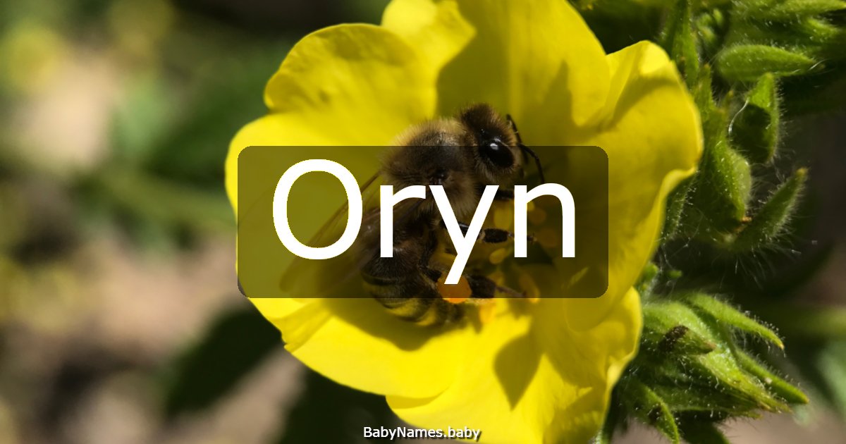 Oryn